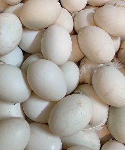 Trứng Vịt Tươi